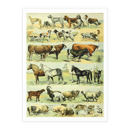 Adolphe Millot Poster Print of Animal Art Illustrations