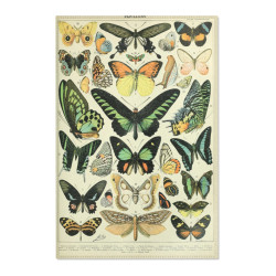Adolphe Millot - Area Rugs (PAPILLONS)