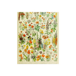 Adolphe Millot - Fine Art Posters (FLEURS)